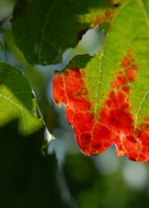 Merlot Blatt 20